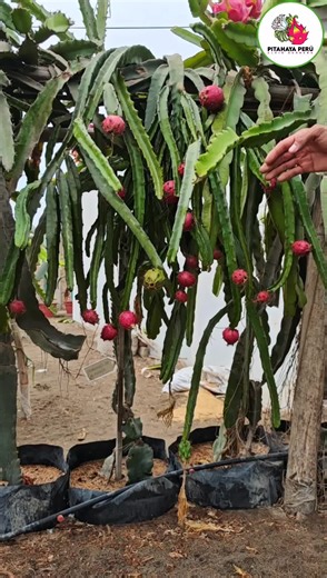 Discover Pitahaya: How to Harvest Exotic Dragon Fruit