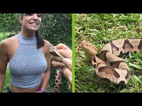 Got too close to copperhead snake! Then used snake tongs to catch venomous snake!