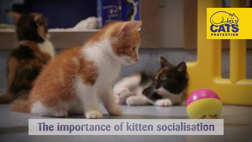 26K views · 630 reactions | The socialisation of a kitten between two and eight weeks of age is essential to ensuring they grow into a confident, friendly cat who is comfortable around humans. Find out how to expose your kitten to the right experiences early on in her life by watching our helpful guide! #HereForTheCatsAndKittens  | Cats Protection | Facebook