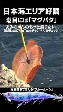 Spring squid fishing is going well in the Sea of ​​Japan! Ami wants to catch more! #Eging #Yamagu...