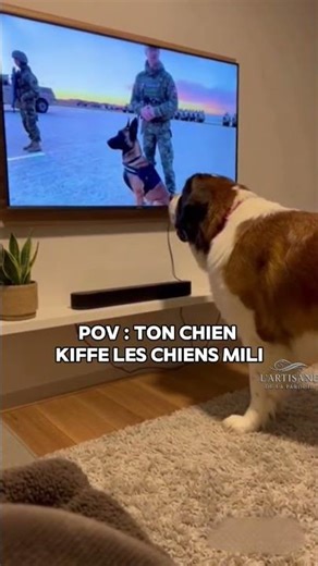 ✨Mon chien est trop en kiff sur les militaires #armee #militaire #chien #accident #dog #humour