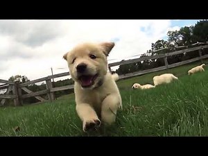 CLUMSY Puppies Running At You IN SLOW MOTION!