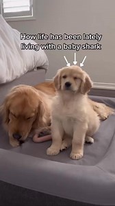 Daisy’s first days with Maple were really like living in a baby shark infested home 🦈 The girls are quite different in personality, so it was initially a bit of a challenge! Daisy has always been quite lowkey, passive and calm. Maple is full of energy and a little chaotic😂 but they quickly became friends with Daisy warming up to her shenanigans 💛 #dog #dogs #goldenretriever #puppy #doglover #funnydogs #funnyvideos #goldenretrievers | Daisythegoldiee