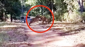 Tourists on a jungle safari captured on video, the rare moment when two full-grown tigers engaged in a territorial fight. | The Times of India