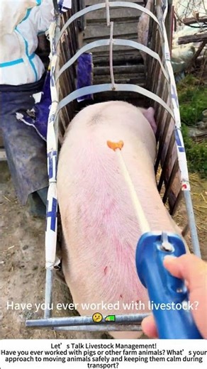 Loading Pigs for Transport – Patience on the Farm! 🐷🚛