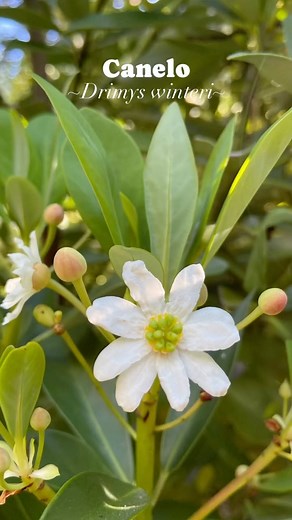 Club De Jardines De Chile on Instagram: "🌿 Descubre el encanto del Canelo, un árbol nativo que sorprende con su elegancia y beneficios. 🌳 Conocido científicamente como Drimys winteri, el canelo es originario de Chile y Argentina, extendiéndose desde la región de Coquimbo hasta Aysén en nuestro país. 🍃Posee un hermoso follaje perenne, aromático y liso, con hojas de un verde pálido en el haz y grisáceo blanquecino en el envés. Alcanza su máximo esplendor en lugares de alta humedad, llegando a i