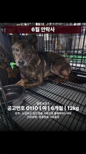 긴급] 110 입양홍보 #밀양시보호소 #강아지 #사지말고입양하세요 #밀양보호소 #유기견