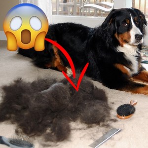 Easily keep your home dog hair free with America's most popular pet vacuum. https://try.shopfurme.com/news/v2/ Pet hair gets magically vacuumed away as you groom with the furMe™ Original Pet Vacuum, no more messy clean up. This all-in-one pet grooming system lets you give your furry little friend a complete groom from the comfort of your home. This Indiana based company has had a hard time keeping the furMe™ in stock due to the insane demand by pet owners, who rate the furMe™ 4.9 ⭐ out of 5 ➡️ h