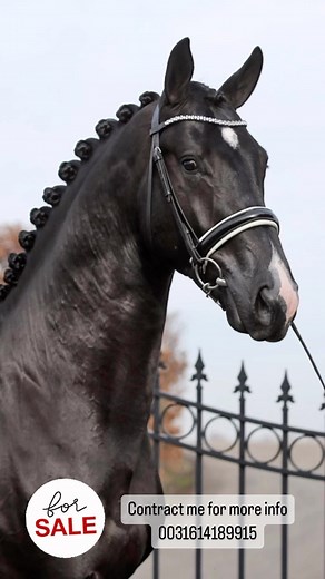 6.2K views · 58 reactions | Black stallion for sale  #breedingstallion #blackstallion #blackhorse #dressagehorseforsale #equine #dressage #horse #cheval #pferd #kwpn #horseriding #bling | Quality Horses | Facebook