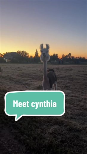 Meet Cynthia the Llama: A Unique Companion