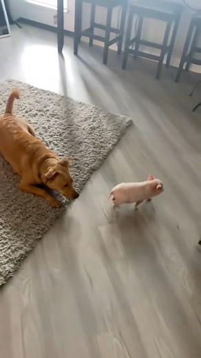 Dog fact: they sense your mood. Pig fact: they mirror it. Emotional support ×2 🤣 #ChaosCrew #DogAndPig #EverydayChaos #LifeWithPets #PetDuo | The P𝕠𝕝𝕠 𝔽𝕒𝕞𝕚𝕝𝕪