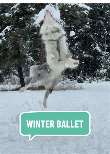 Winter Ballet Performance by Fiocco: A Dog's Talent Show