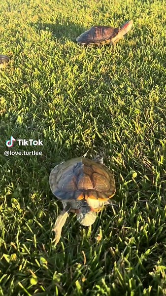 Love Turtle TikTok'ta