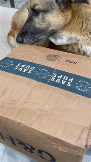 & Hounds Coffee Co. unboxing time to plan an adventure! #goodboy #rescue #groundsandhounds #djangosmiles #coffee | Django
