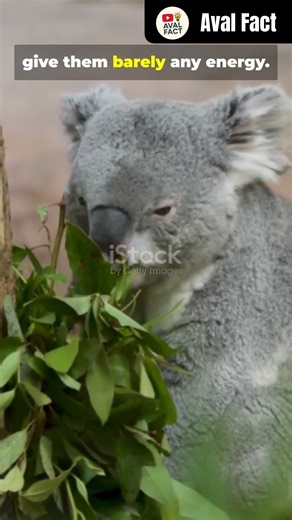 "Koalas Sleep 20 Hours a Day?! 😴🐨 | Funniest Animal Fact #Shorts"