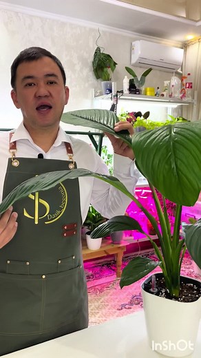 Гүлдің ауруын жапырағына қарап білуге болады