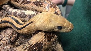 5.5K views · 192 reactions | Meet Pecos Bill, a Trans-Pecos rat snake. He is 23 years old, 4 feet long and quite charming. Get to know more about this sweet snake from his biggest fans, the Ambassador Animals keepers: https://bit.ly/3dzNF3d | Woodland Park Zoo | Facebook