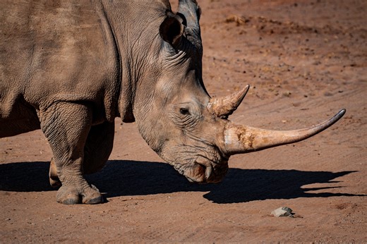WATCH: South Africa hosts world’s largest rhino farm [VIDEO]