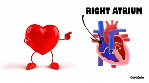 Get ready for Valentine's Day in your classroom with this GoNoodle fav "My Racing Heart"! ❤️ BONUS: Watching this video gets you one step closer to claiming your "Get Your Pumping" badge.  | GoNoodle | Facebook