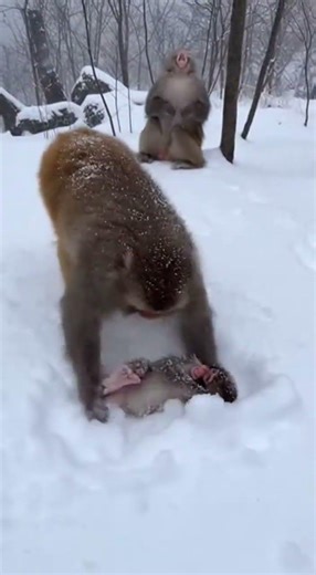 Monkeys Cry for Help as Baby Freezes in Snow” ❄️Heartbreaking Moment: Monkeys Try to Save Frozen Bab