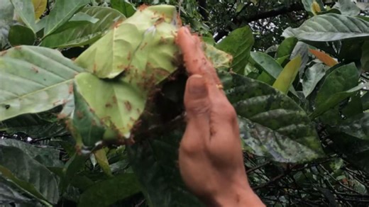 Local guide crushes red ants with bare hands and eats them without hesitation