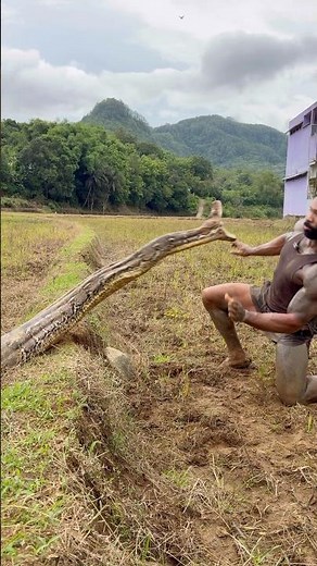 INSANE PYTHON CATCH 🤯 #fyp #tiktok #snake #indonesia #shorts #wildlife #explore #jakarta #cat #dog