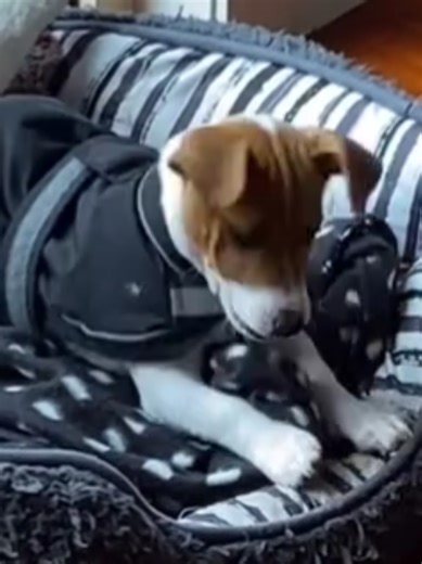 dog vs bone #dogsoftiktok #dogs #funnyvideos