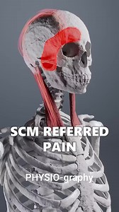 37K views · 648 reactions | Sternocleidomastoid muscle | PHYSIO-graphy | Facebook