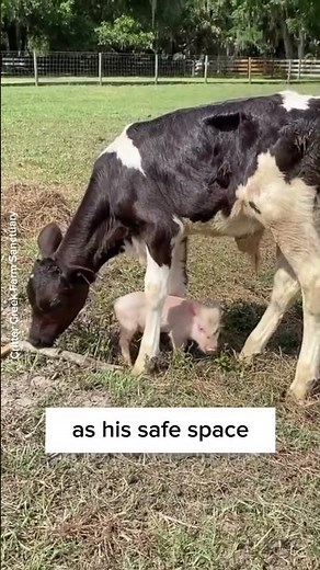 Friendship between a pig and a cow! 🐮🐷
