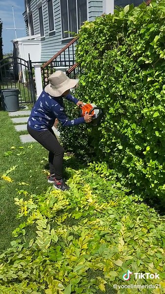 Hedge Trimming Techniques for a Well-Maintained Garden