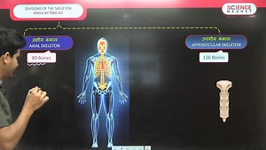 Skeletal System | Science Magnet