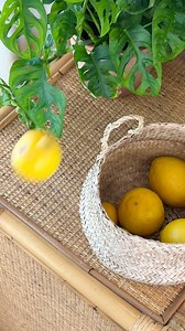 Citrus is an effective cat deterrent since MOST cats absolutely hate the smell. But it’s toxic if eaten in large amounts‼️ While citrus poisoning rarely requires vet attention, it’s possible. That’s why I brainstormed safer methods of using citrus to keep cats away from plants and here’s what I came up with—if you have any other suggestions, please let me know. Even if your cat licks the pot or bites the leaves, it shouldn’t cause harm. I always recommend testing out scent deterrents when you’re