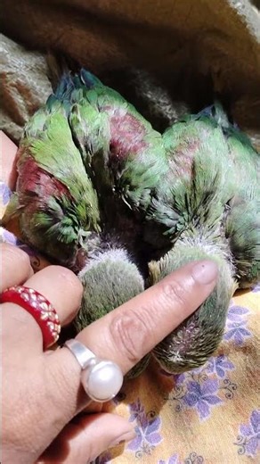 baby parrot care tips#parrot #birds #birds #talkingparot #talkingbird #petbird #mithukibatain #yt 🦜