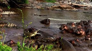 347K views · 1.5K shares | Nile crocodiles command Africa’s rivers. Their bone-crushing jaws will make a feast out of anything in their path. However, this great Nile croc has met its match against a group of angry hippos. #WorldsDeadliest | National Geographic Animals | Facebook