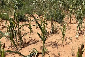 Fighting the Cholera Outbreak in Zambia