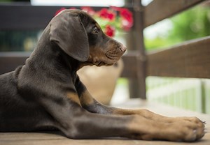 Doberman Pinscher Puppies For Sale In Alabama