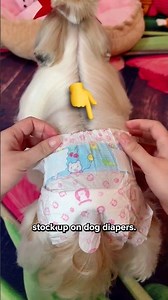 Things to know about dog PERIODS 🩸🐶