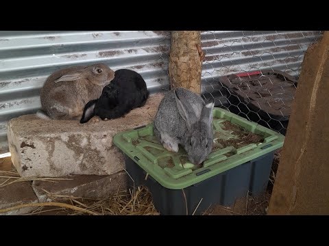 Preparing for new animals | Meat Rabbits - Colony Style Set Up