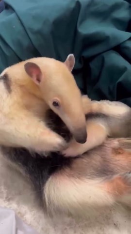 Follow a devoted anteater mother caring for her small baby