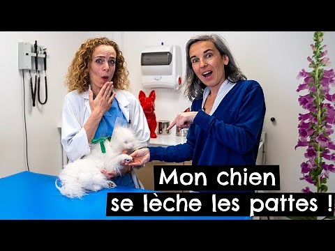 Mon chien 🐶 se lèche les pattes !