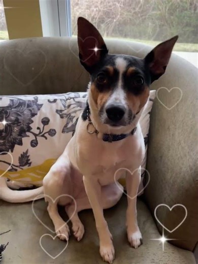 Meet Missy a Terrier, Rat currently available for adoption! 3/20/2026 1:59:57 PM