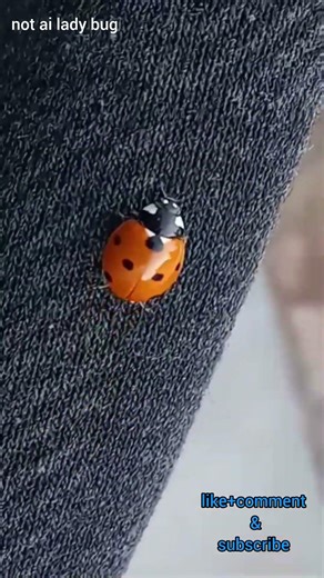 not ai lady bug 🐞