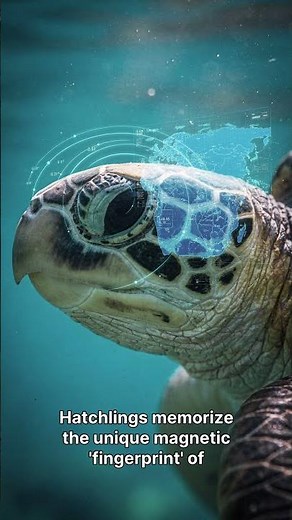 How do Sea Turtles find the same beach after years?