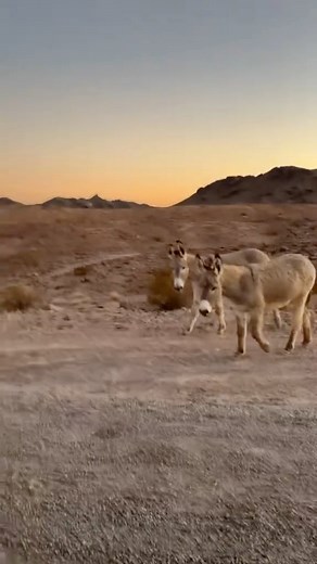1.1K views · 16 reactions |  Donkeys All Over Arizona! Seems like...