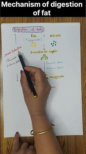 Mechanism of digestion of fats #fatdigestion #shorts #youtubeshorts
