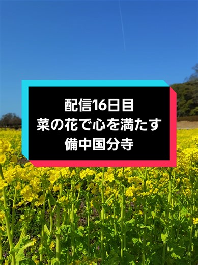 菜の花で心を満たす。備中国分寺 ●ベネフィット ○黄金色のコントラストの撮影のメリット 五重塔の共演 夕景の美しさ ○早い時期からの「春の訪れ」の体感 ○周辺アクティビティとの親和性 サイクリングの楽しみ 旬の味覚のセット 備中国分寺の魅力 ●備中国路のシンボル「五重塔」 県内唯一の五重塔 江戸時代に再建したもの国指定重要文化財 圧倒的な存在感 細部の意匠 ●四季を彩る花のじゅうたん 春 菜の花 レンゲ 夏 ひまわり 秋 コスモス ●歴史と自然を満喫するアクティビティ 吉備路サイクリング 夜間のライトアップ 周辺でひといき ●交通機関 ○レンタルサイクル 備前一宮駅から7km (ウエドレンタルサイクル) 総社駅から4.1km (荒木レンタルサイクル) ○タクシー 総社駅または東総社駅 10分ぐらい ○バス 岡山駅から中鉄バスおり 宿でバス停下車 15分ぐらい ○車 高速道路 岡山総社ICから10分ぐらい ●拝観料無料 ●おみやげコーナーあり ●駐車場近くに無料の県営駐車場あり(約200台) 近くにトイレあり 近くのレストランあり 備中国分寺を感じられる場所でリフレッシュしながら弁当を楽