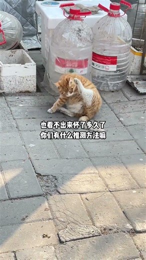 Cardboard Whelping Box for Stray Cat: Mama Approved? 🐈#straycatrescue #WhelpingBoxDIY#straycatlove
