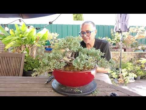 Juniperus Icee Blue Bonsai Project | Upkeeping and Maintenance
