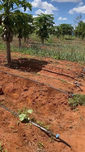 In semi-arid regions, every litre of water must count. Drip irrigation reduces water use by 40–70% compared to furrow irrigation, yet delivers 30–90% higher yields, especially for vegetables and fruit crops. With climate change tightening rainfall patterns and extending dry spells, farmers who rely on rain-fed agriculture feels the shock first. If you had to save your farm using only 200 litres a day, which crops would you grow under drip and why? Leave a comment below #dripirrigation #water #cr