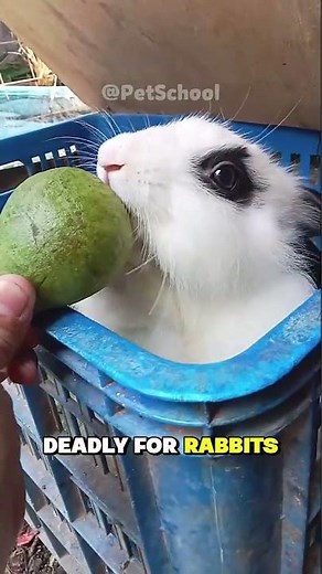 5 deadly foods rabbits can't eat #rabbit #petcare #shorts